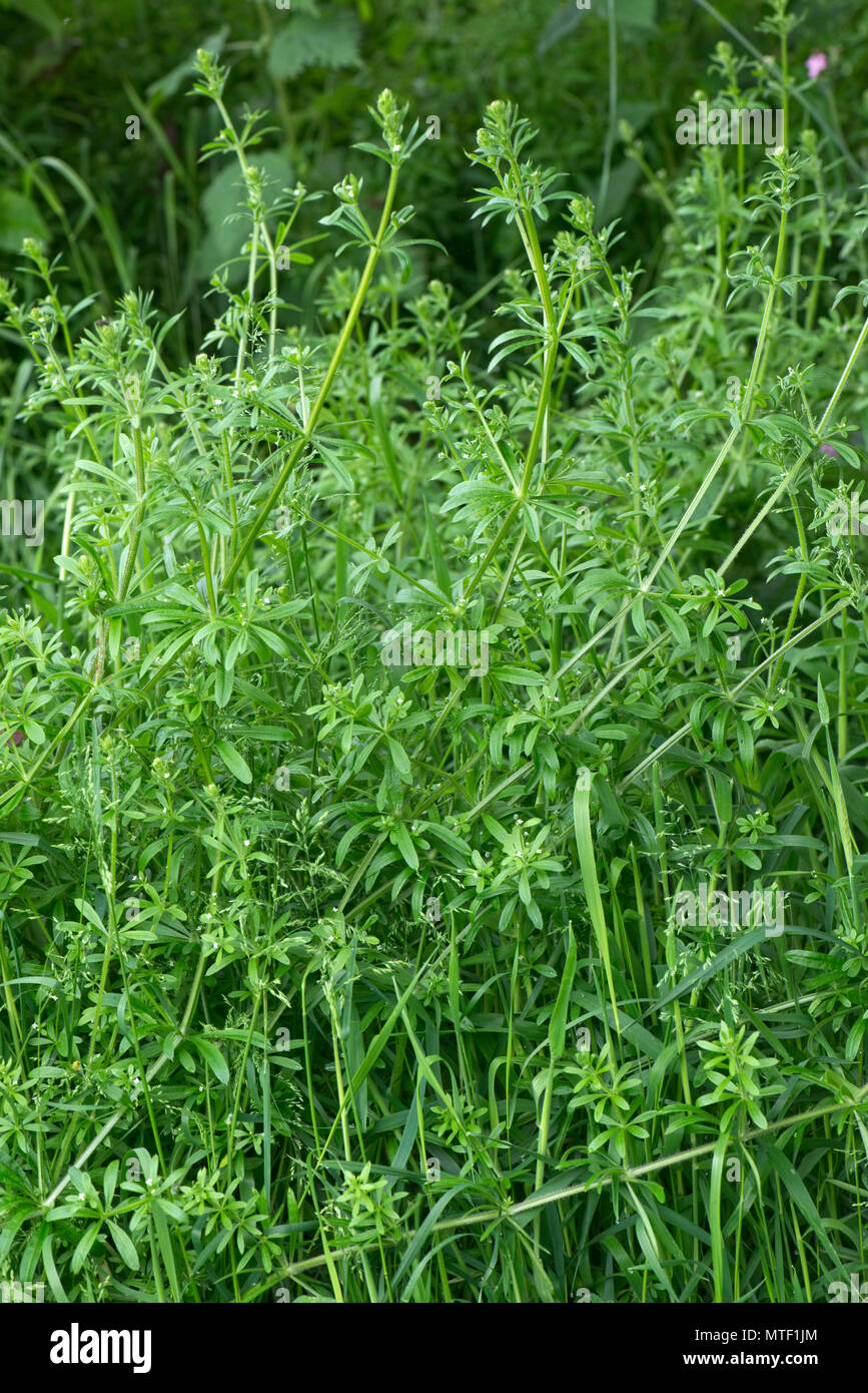 Cleavers, goosegrass, stickyweed, Galium aparine, crescendo rapidamente per soffocare di altri tipi di vegetazione in primavera, può Foto Stock