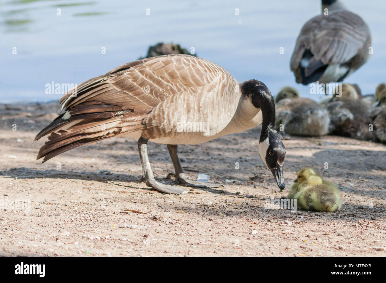 Madre di oca e baby goslings (oche) in vari scatti (vedi tutte) su una giornata d'estate in prossimità di un lago Foto Stock