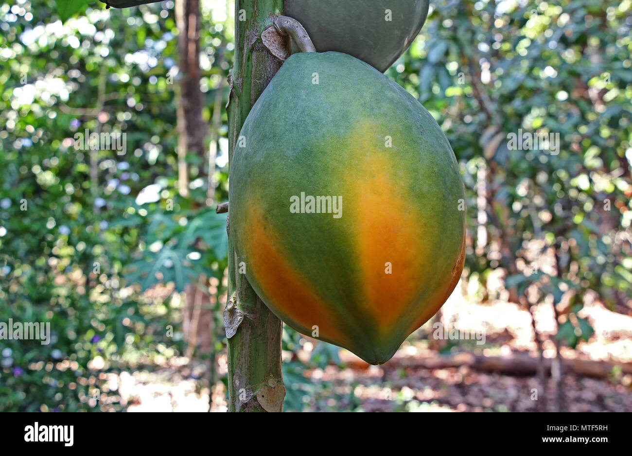 Close up mature, ampio e organico Lady rosso Papaya frutto cresce in pianta in Kerala, India. Foto Stock