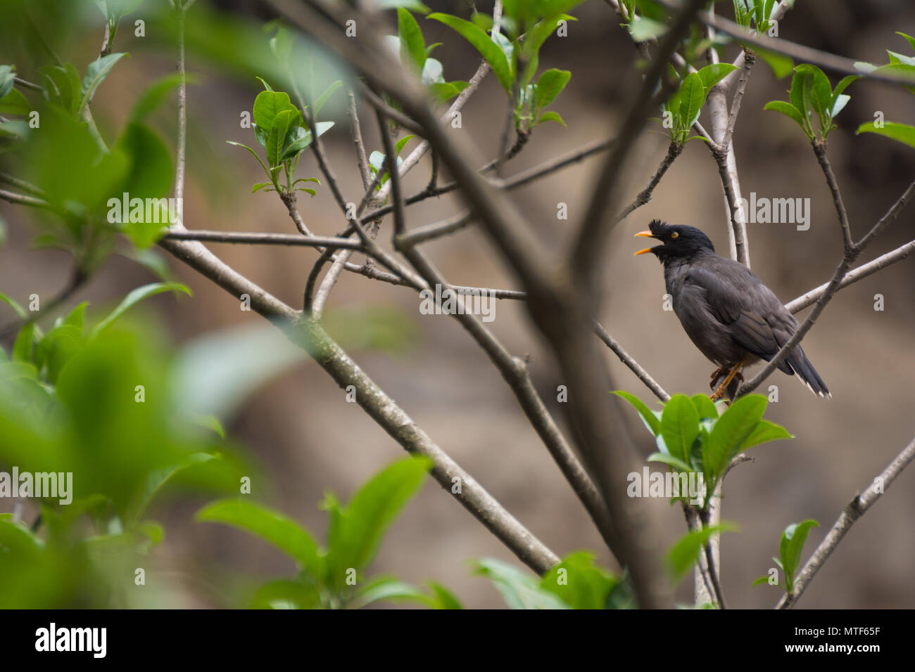 Jungle Myna (Acridotheres fuscus) Foto Stock