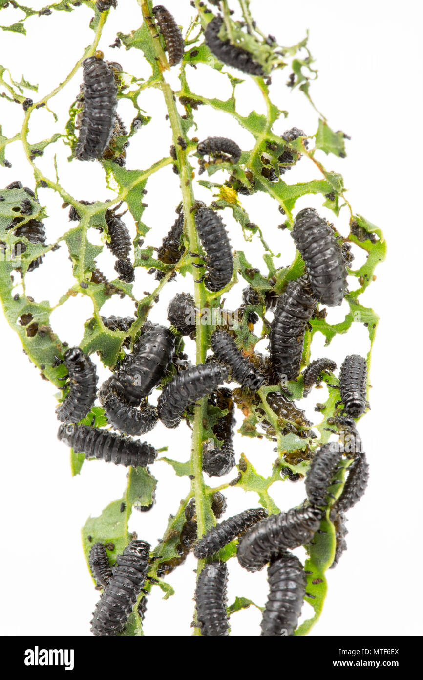 Le larve di verde scarabeo Dock, Gastrophysa viridula, trovato l'alimentazione su una foglia di dock sulle rive del Dorset Stour fiume vicino a Sturminster Newton Foto Stock
