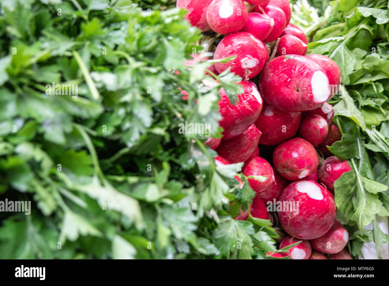 Ravanelli fresco e verde per la vendita a livello locale verdura fresca mercato. Foto Stock