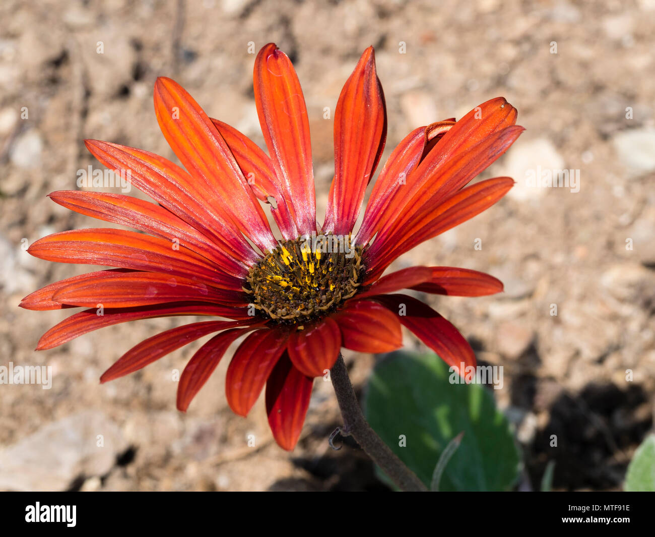 Unico fiore del rosso ornamentali petalled South African daisy, Arctotis "Hannah', una metà hardy varietà Foto Stock