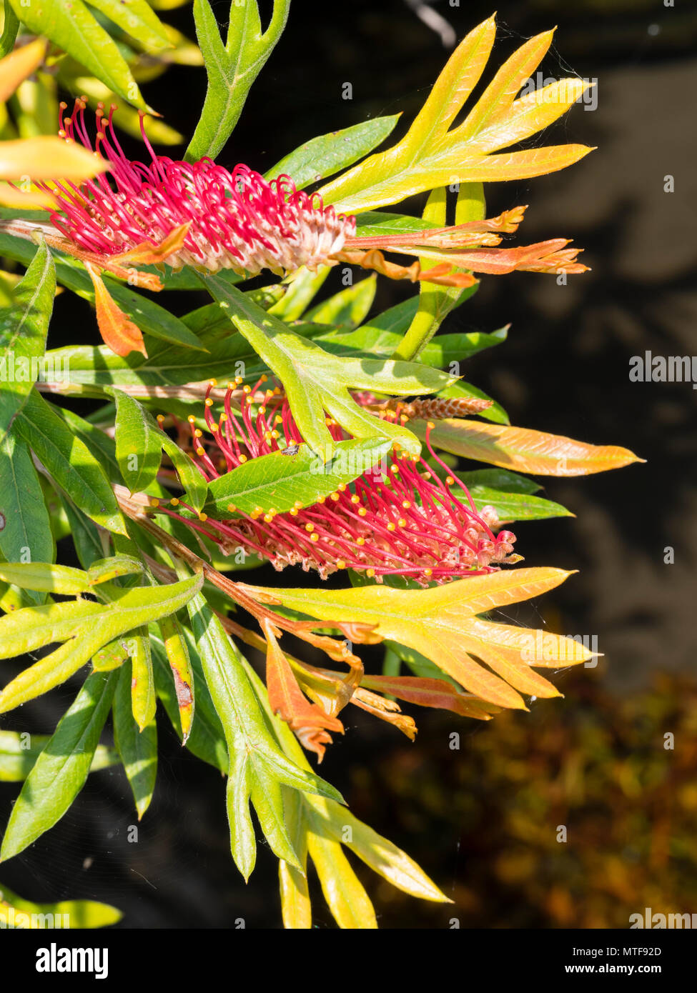 Fiori insoliti del burrone, Grevillea Grevillea barklyana, con prominenti stili di rosso, fioritura a inizio estate nel Regno Unito Foto Stock