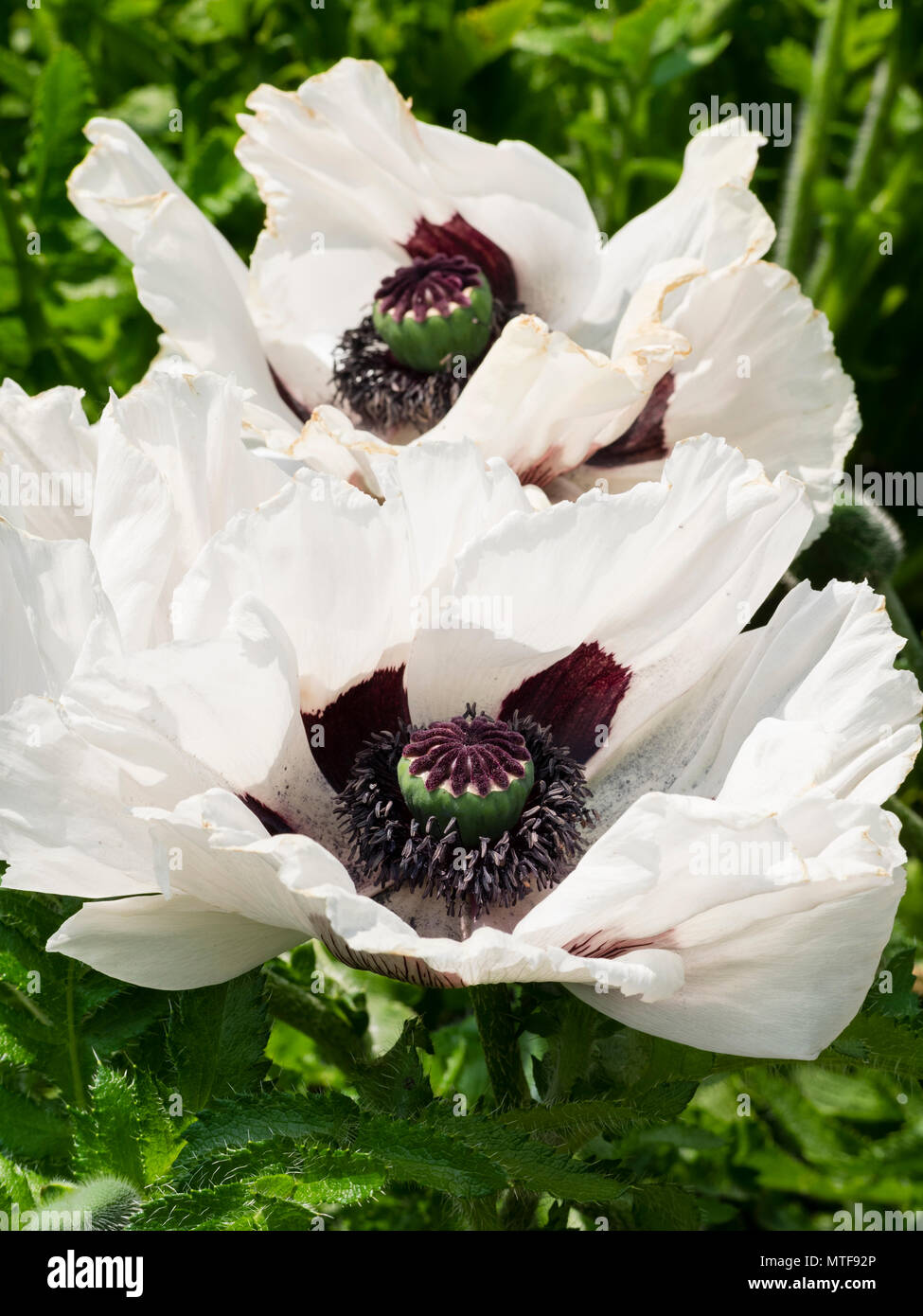 Flamboyant,dark centrato fiore bianco dell'estate precoce fioritura piante erbacee oriental papavero, Papaver orientale " Royal Wedding' Foto Stock