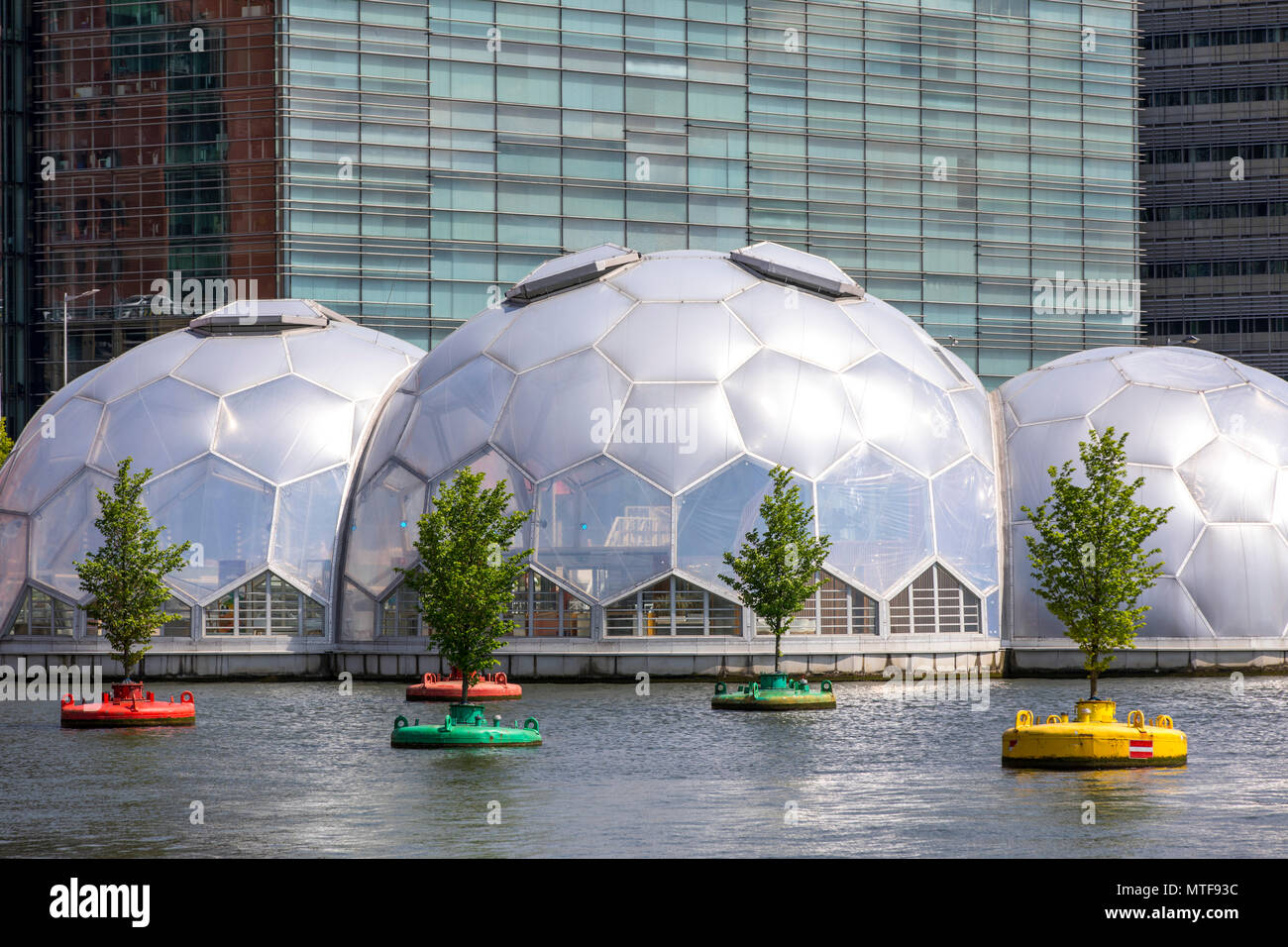 Art action Dobberend Bos da artisti di Rotterdam, una foresta di floating olmi alberi, in disuso Mare del Nord boe, in un bacino portuale di Rotterdam, Nether Foto Stock