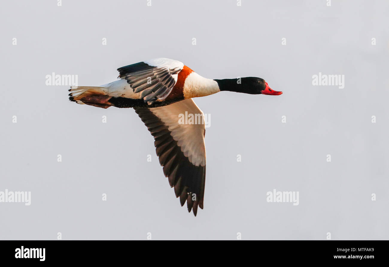 Shelduck (Tadorna tadorna) Foto Stock