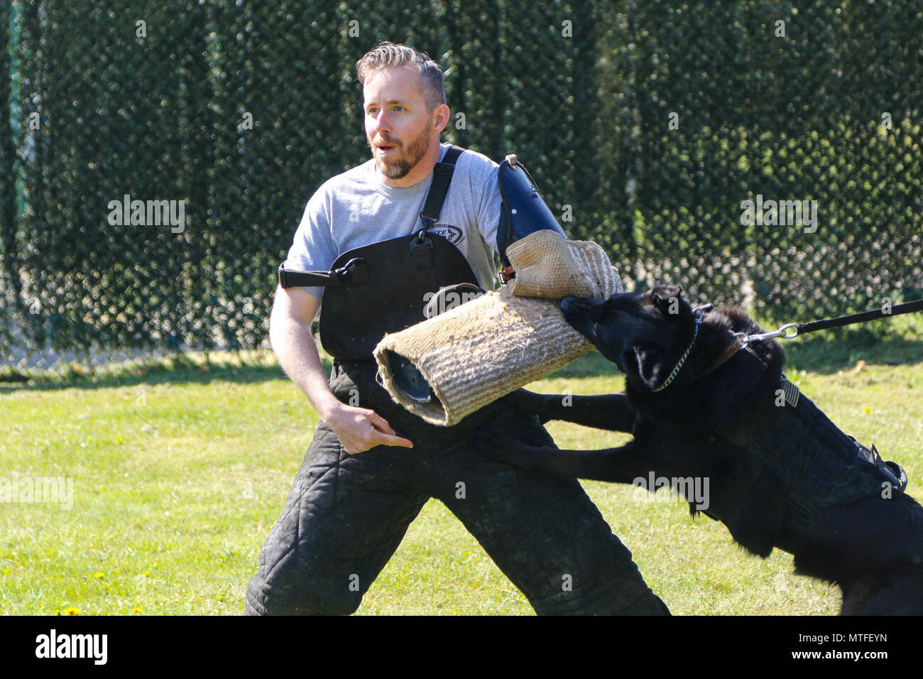Duane Stinson, U.S. Esercito militare Europa cane da lavoro program manager, dimostra di come essere un richiamo nella formazione del morso durante un multi-nazionale militare di cane da lavoro di formazione di familiarizzazione di esercizio al Miesua deposito di munizioni, Germania 23 aprile 2017. La formazione consente a una persona che agisce come esca per acquisire familiarità con il modo corretto per impegnarsi con l'animale e di ridurre al minimo il rischio di infortuni durante il morso effettivi scenari di addestramento. Foto Stock
