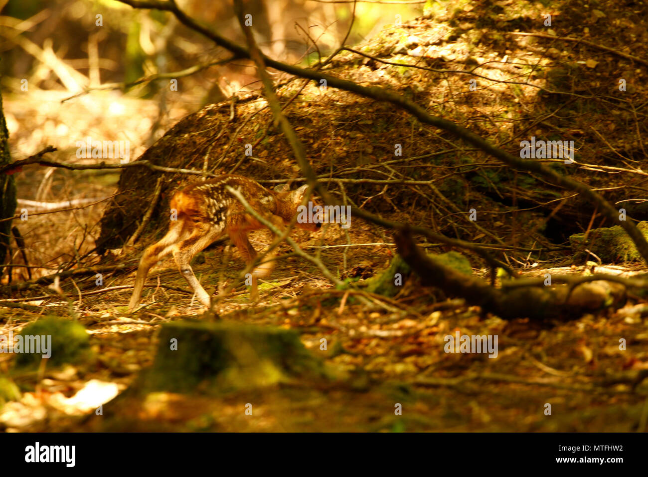 Il più bello Teeny Weeniest Roe fawn potrete sempre vedere Foto Stock