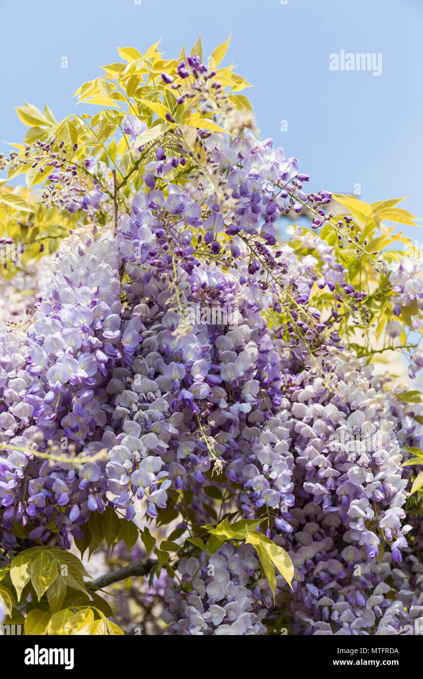 Una bella viola Wisteria Floribunda fiorire in maggio contro un cielo blu. Inghilterra, Regno Unito Foto Stock