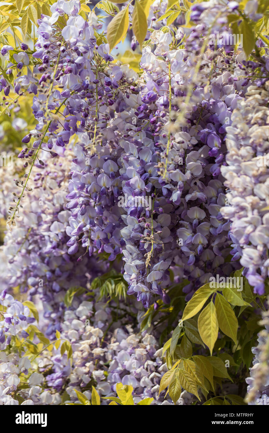 Una bella viola Wisteria Floribunda fioritura a maggio, Inghilterra, Regno Unito Foto Stock
