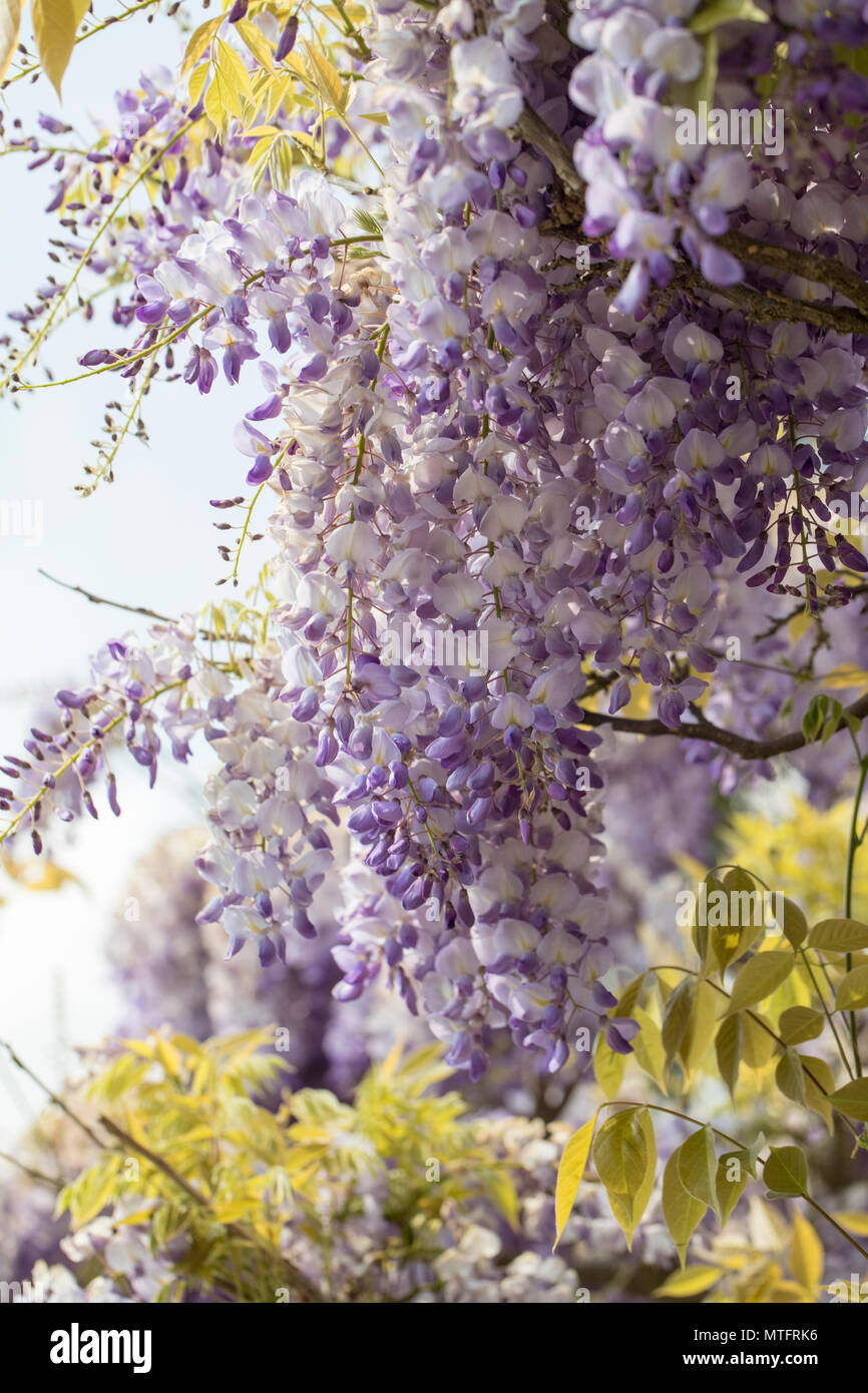 Una bella viola / lilla e bianca Wisteria Floribunda fioritura a maggio, Inghilterra, Regno Unito Foto Stock