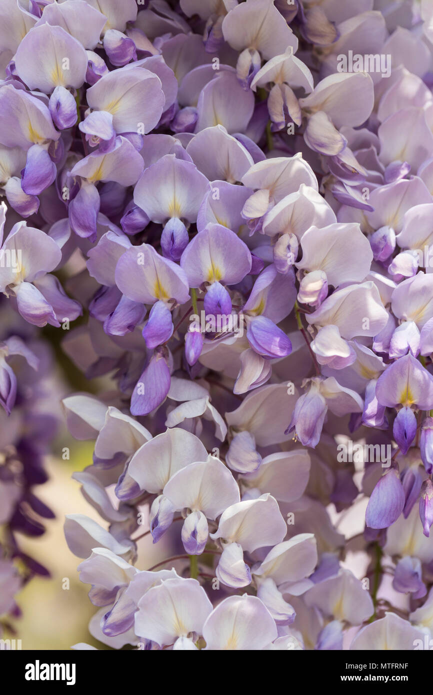 Primo piano delle fioriture lilla/viola e bianche di una fioritura Wisteria fioribunda in un giardino inglese, Inghilterra, Regno Unito Foto Stock