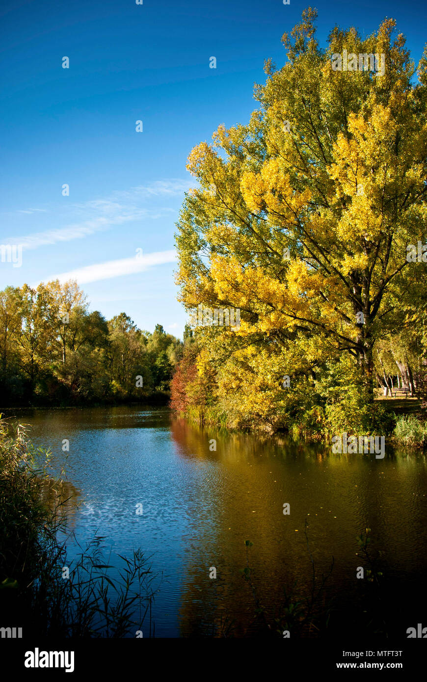 Paesaggio idilliaco con alberi e un laghetto alla fine dell estate sotto un luminoso cielo blu Foto Stock