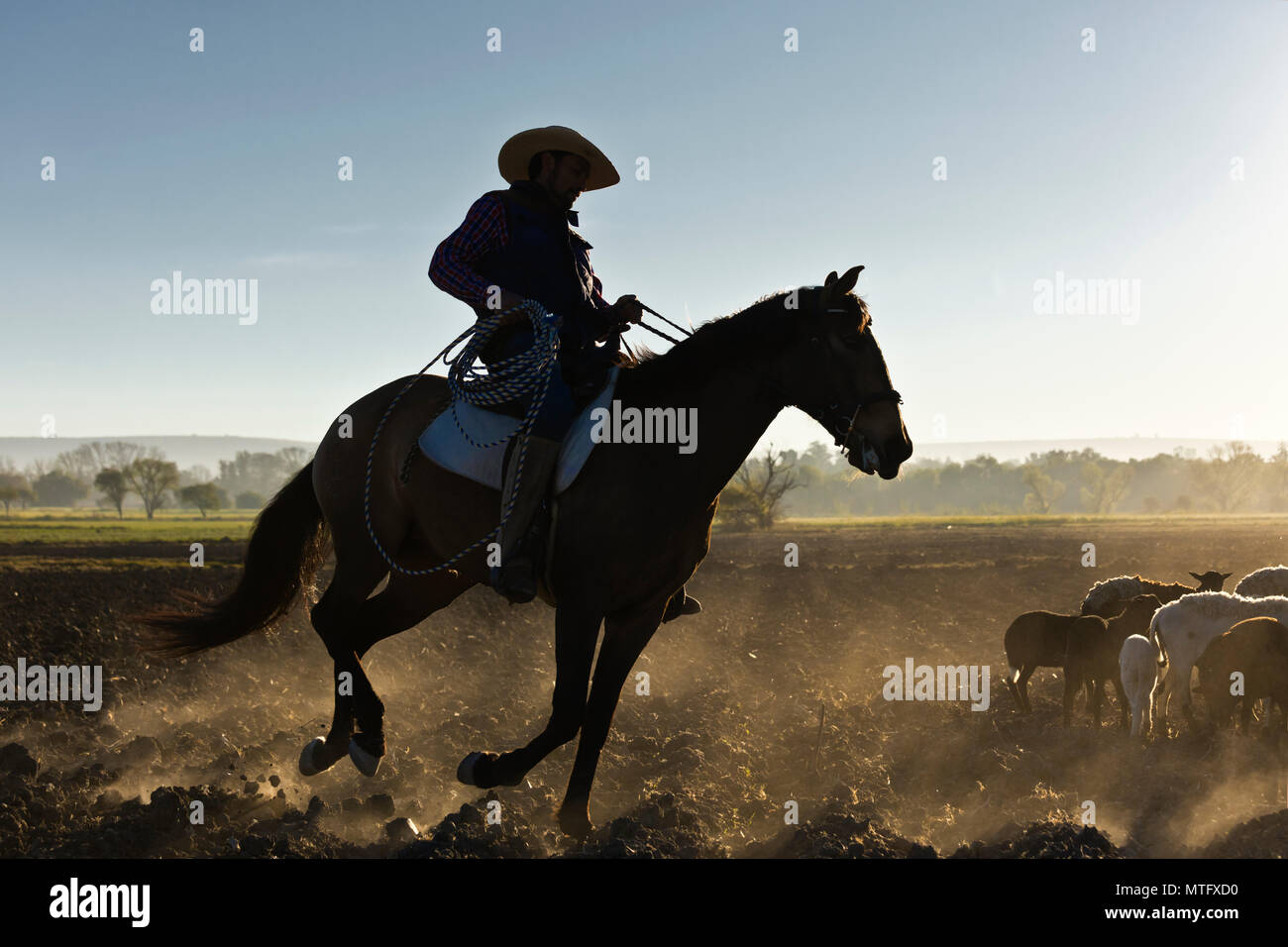 Un messicano CABALLERO allevamenti ovini a day break - San Miguel De Allende, Messico Foto Stock