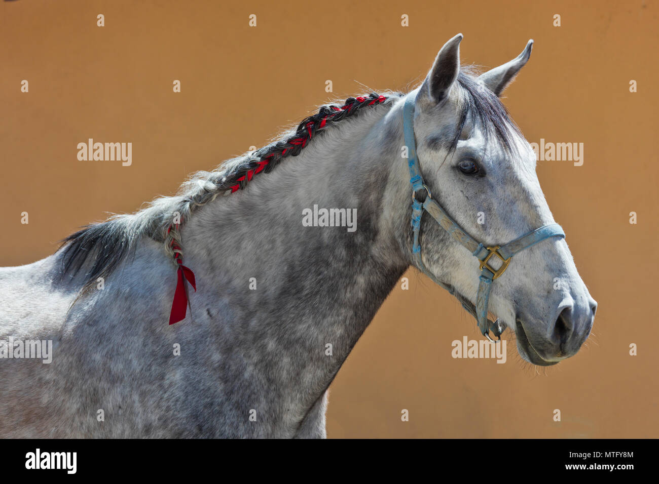 Una razza pura cavallo LUCITANO a Granitas de Animas Ranch - San Miguel De Allende, Messico Foto Stock