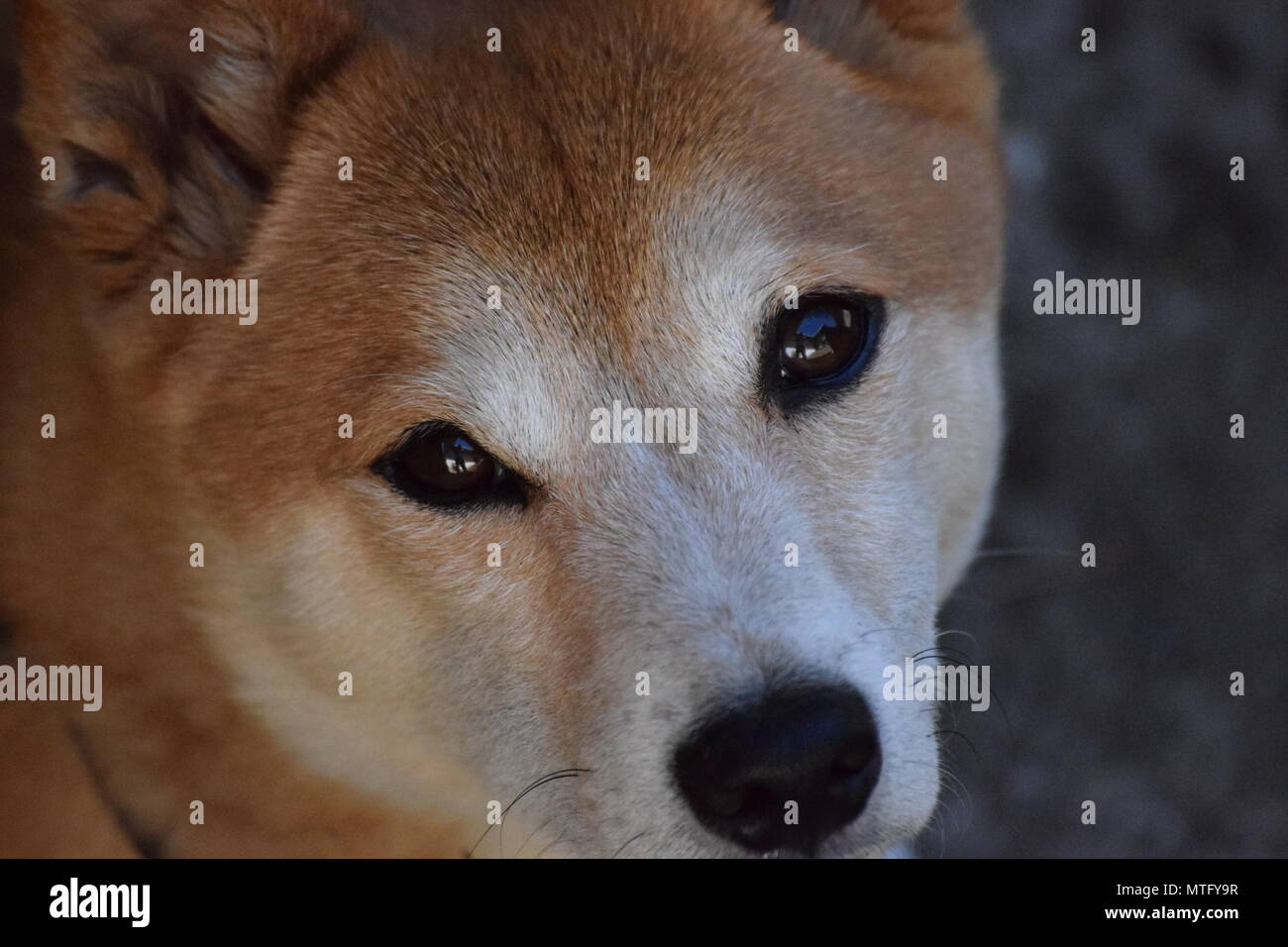 Close up di Shiba Inu cane Foto Stock