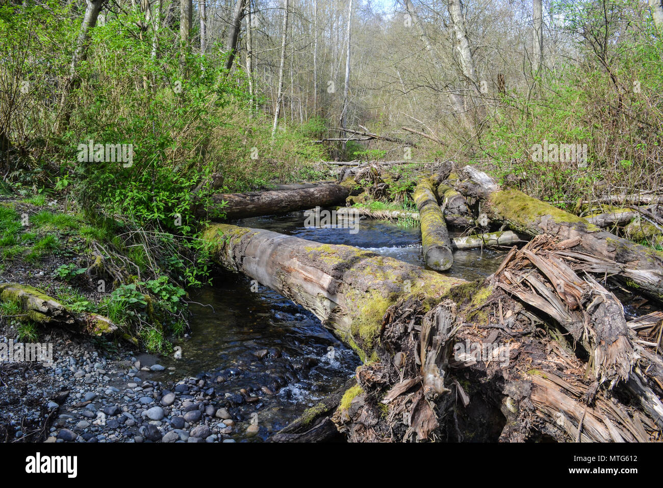 Stato di acqua salata Park in Des Moines Washington vicino Seattle, WA, Stati Uniti d'America Foto Stock