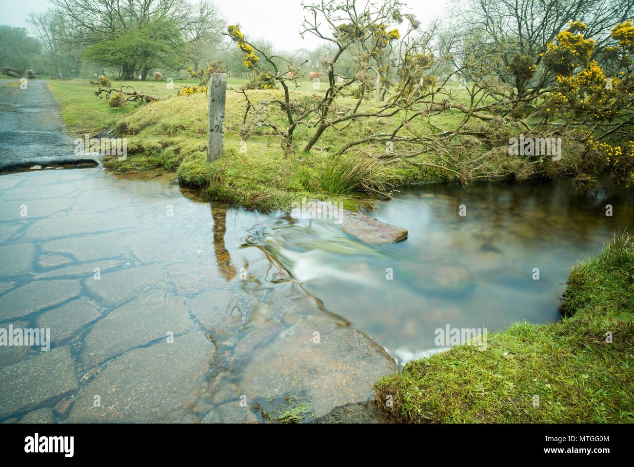 Ford attraverso il piccolo fiume, Penpoint acqua, Bowithick, Cornwall, con lastre di granito in lento movimento di acqua e un vecchio legno marcatore di profondità. Foto Stock