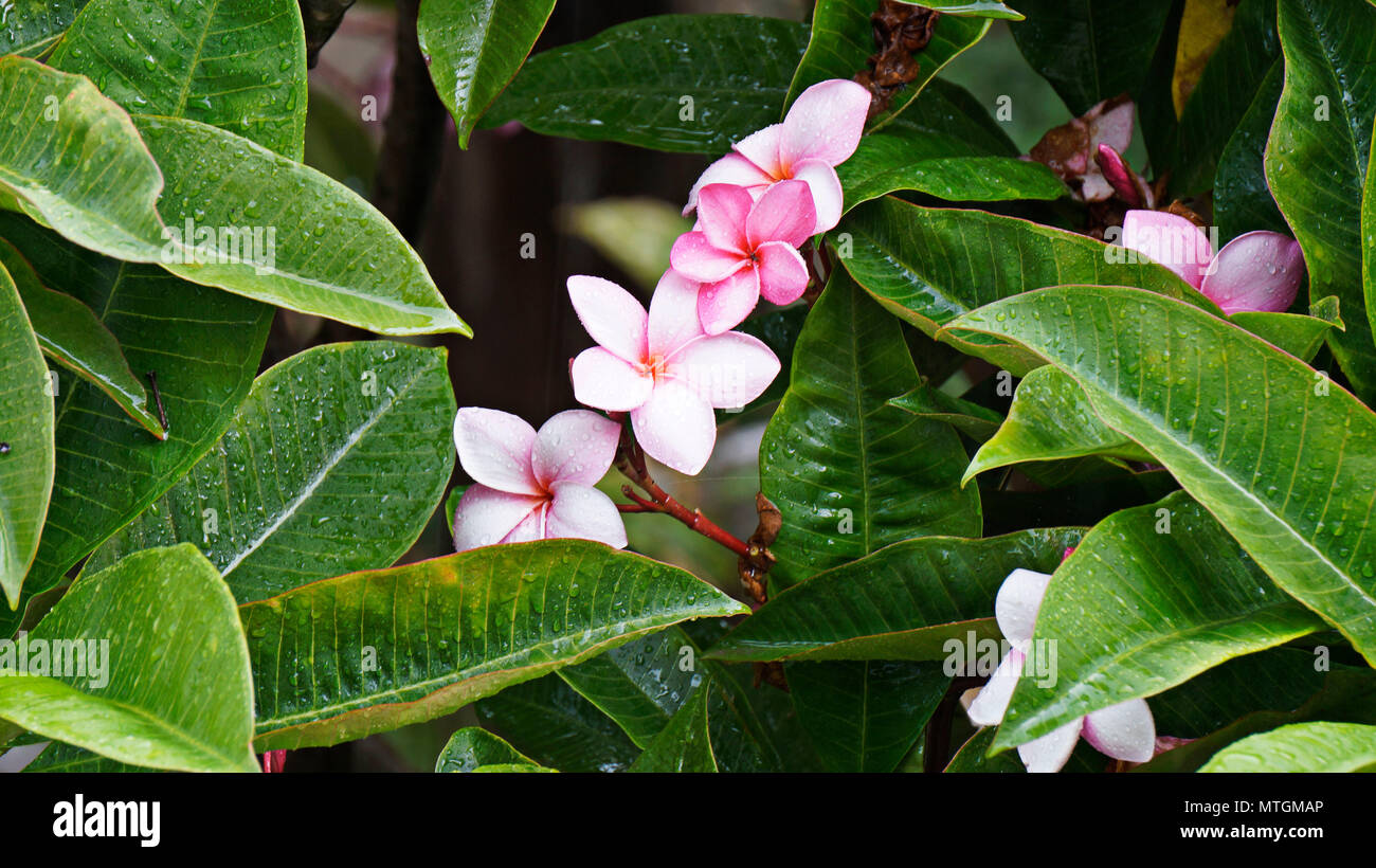 piante Foto Stock