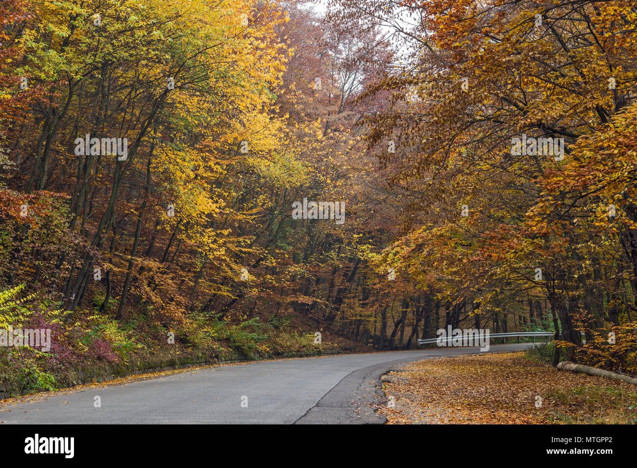 Strada e alberi d'autunno, la montagna Vitosha, Sofia Città Regione, Bulgaria Foto Stock