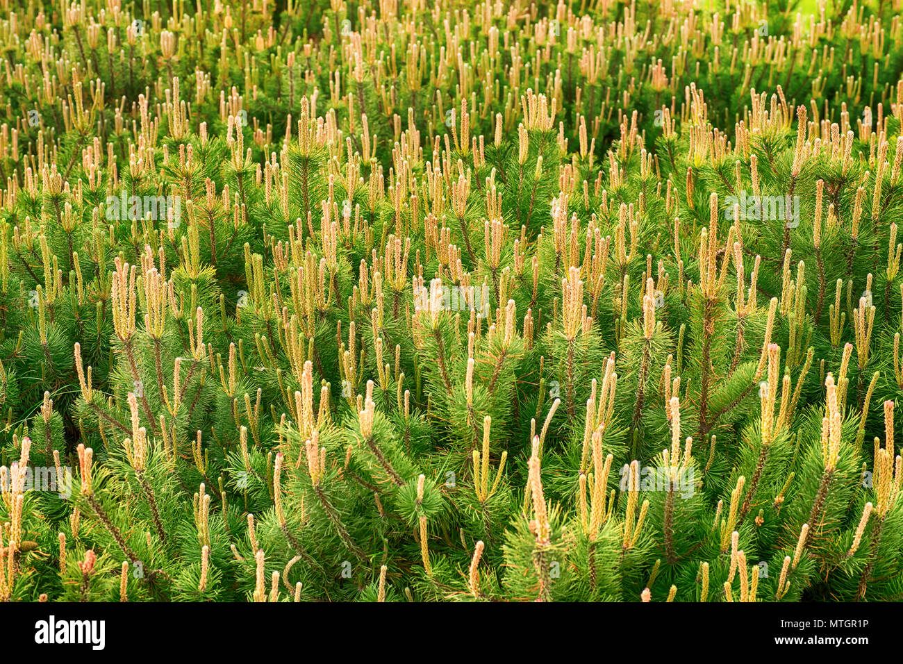 Campo coperto da piccole giovani pini. Consistenza naturale e lo sfondo Foto Stock