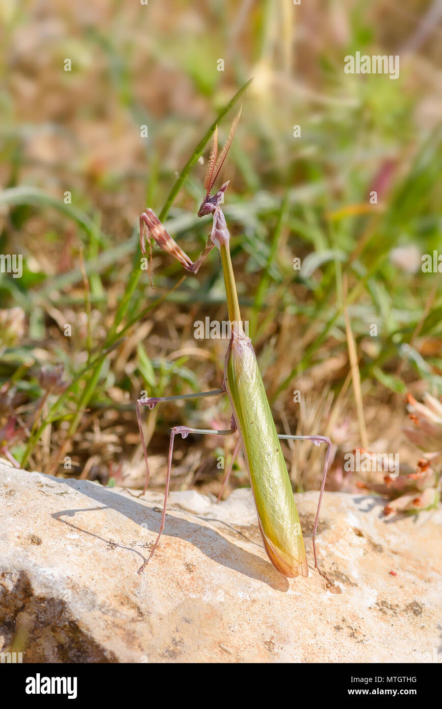 Empusa fasciata è una specie di mantide religiosa in genere Empusa nell'ordine Mantodea, scoperto da Asia occidentale per la costa nord-orientale dell'Italia, Foto Stock