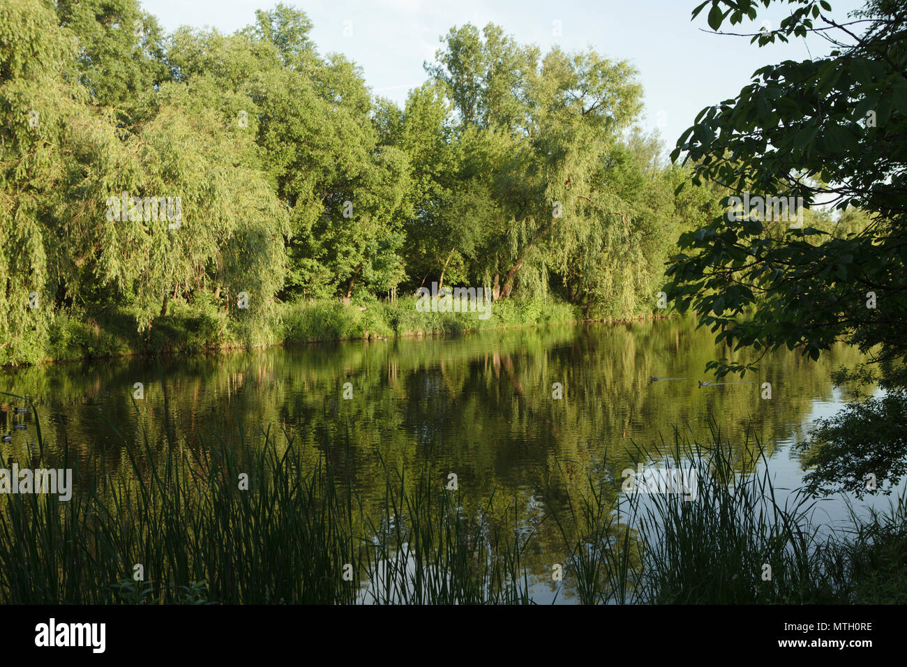 Serata di stagno refexes strega di alberi Foto Stock