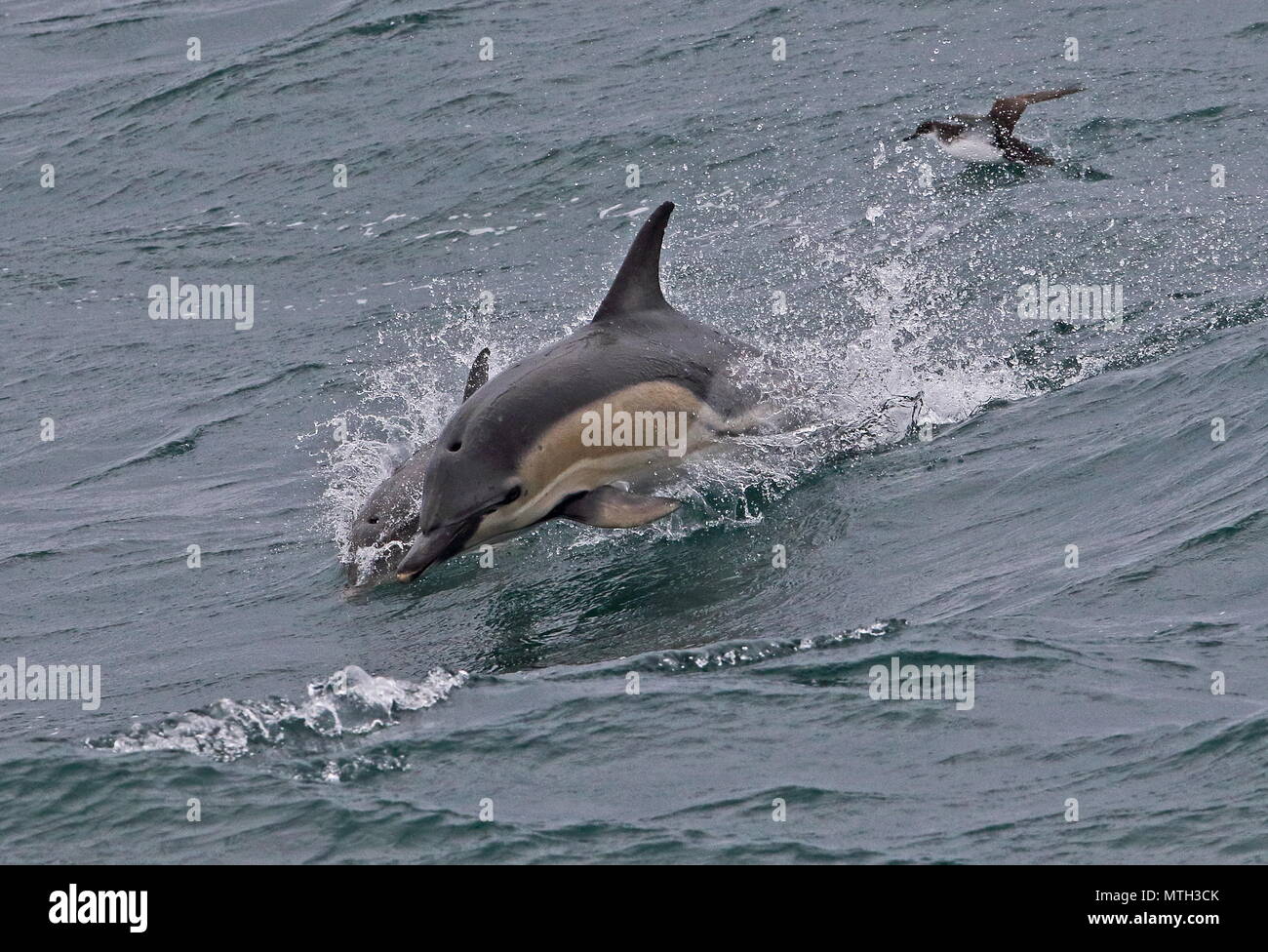 A breve becco delfino comune (Delphinus delphis delphis) adulto salta fuori di acqua nel Golfo di Biscaglia, Oceano Atlantico possono Foto Stock