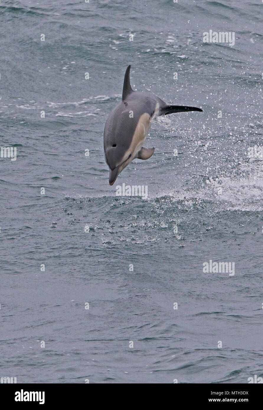 A breve becco delfino comune (Delphinus delphis delphis) adulto salta fuori di acqua nel Golfo di Biscaglia, Oceano Atlantico possono Foto Stock