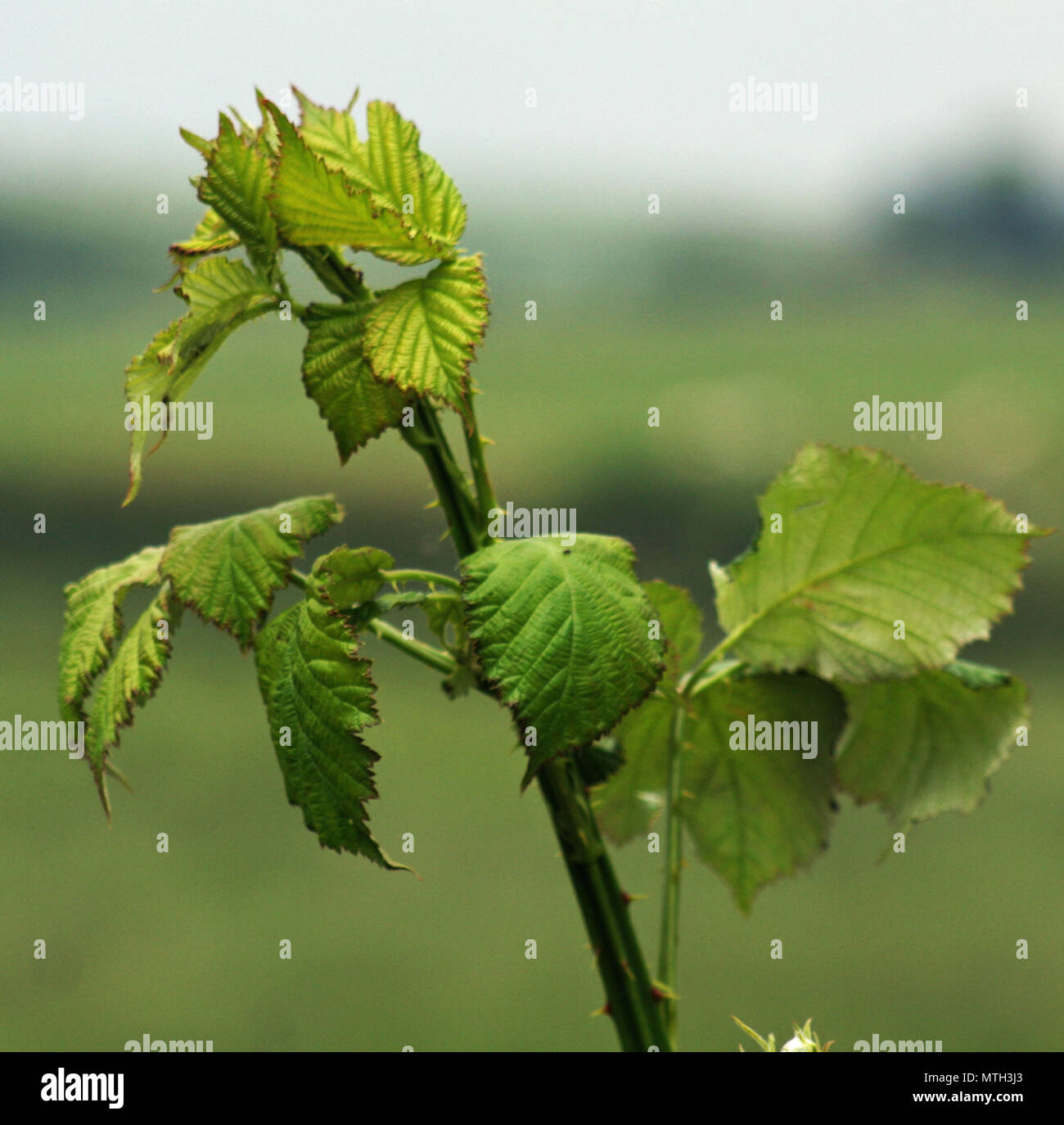 Lascia sotto la pioggia Foto Stock