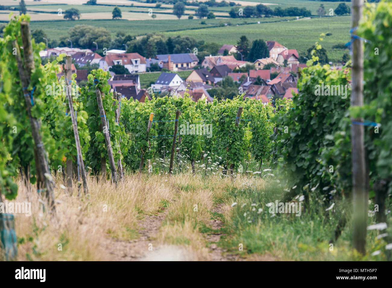 Un campo di uve in Borgogna, sullo sfondo di un villaggio francese è visto, uva cespugli crescono in righe Foto Stock