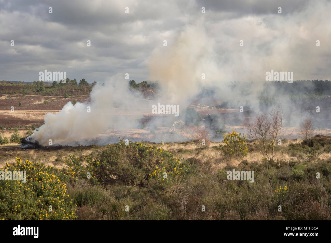 Spazzolare la masterizzazione su Hankley comune in Surrey Foto Stock