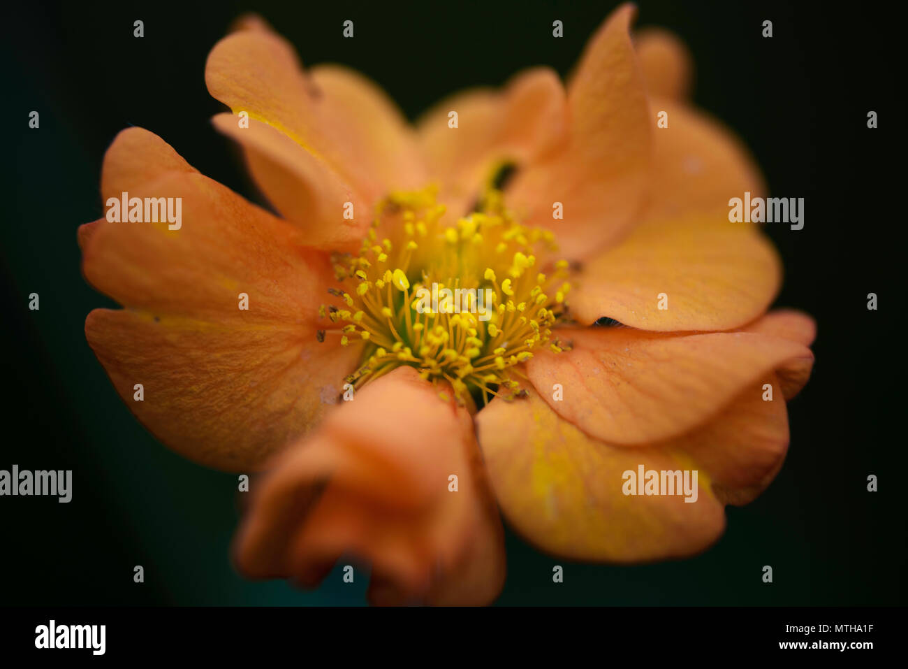 Chelsea Flower Show 2018 Foto Stock