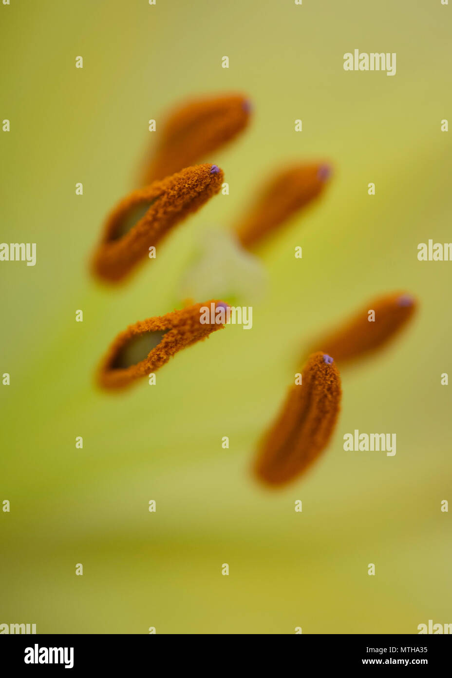 Chelsea Flower Show 2018 Foto Stock