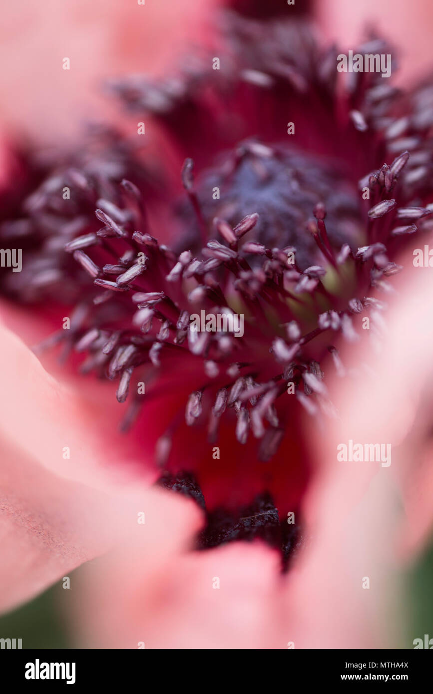 Chelsea Flower Show 2018 Foto Stock