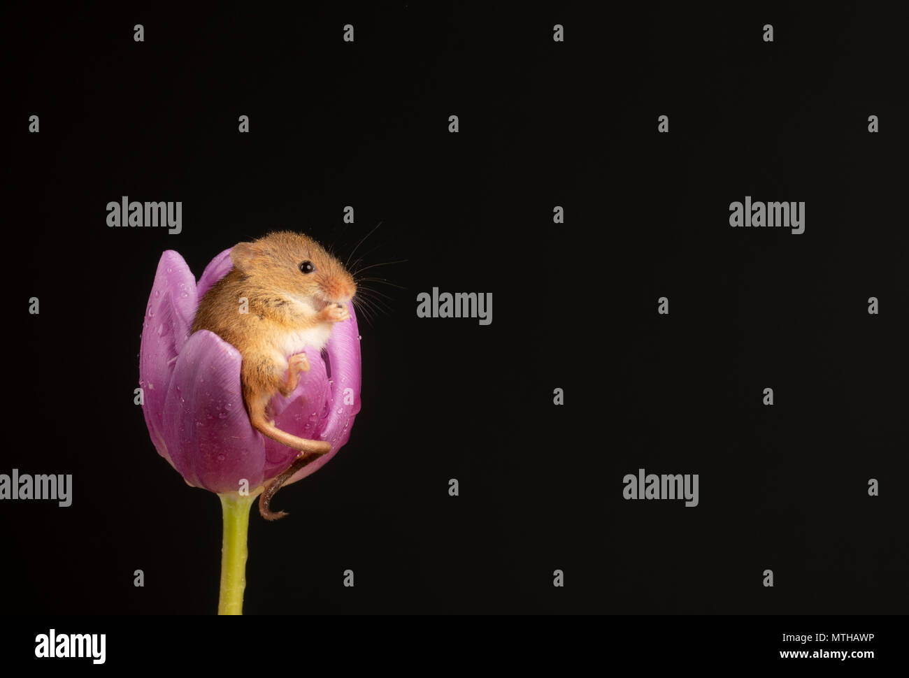 Harvest mouse seduto in un viola tulip in una impostazione di studio Foto Stock