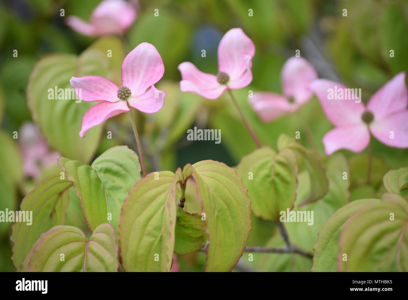 Fioritura rosa Corniolo - Cornus Kousa Satomi Foto Stock