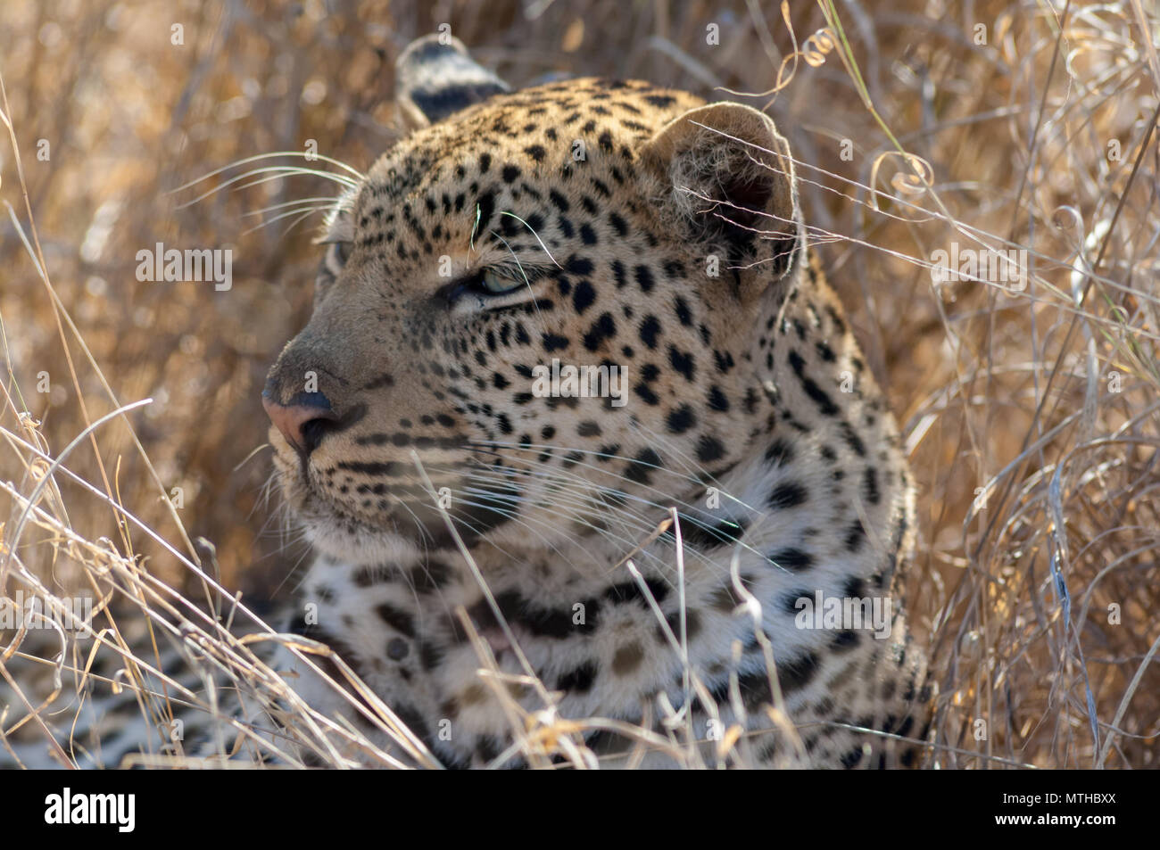 Un leopardo riposa all'ombra di alti savana erba a Sabi Sands Game Reserve Foto Stock