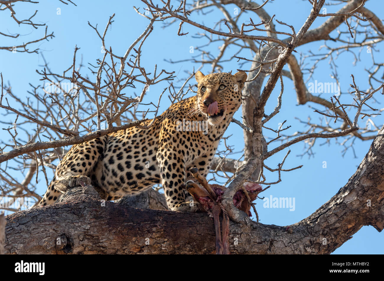 Un maschio di leopardo africano continua a guardare da una prua alta in un albero mentre custodisce i resti del suo kill Foto Stock