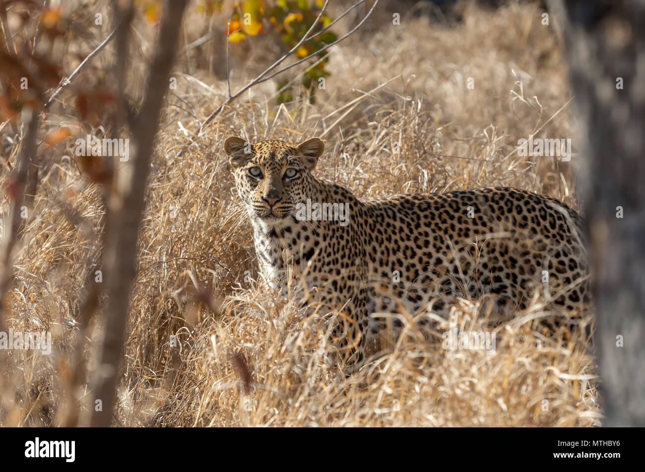 Un maschio vigile africana di Leopard in alto di savana erba di Sabi Sands Game Reserve Foto Stock