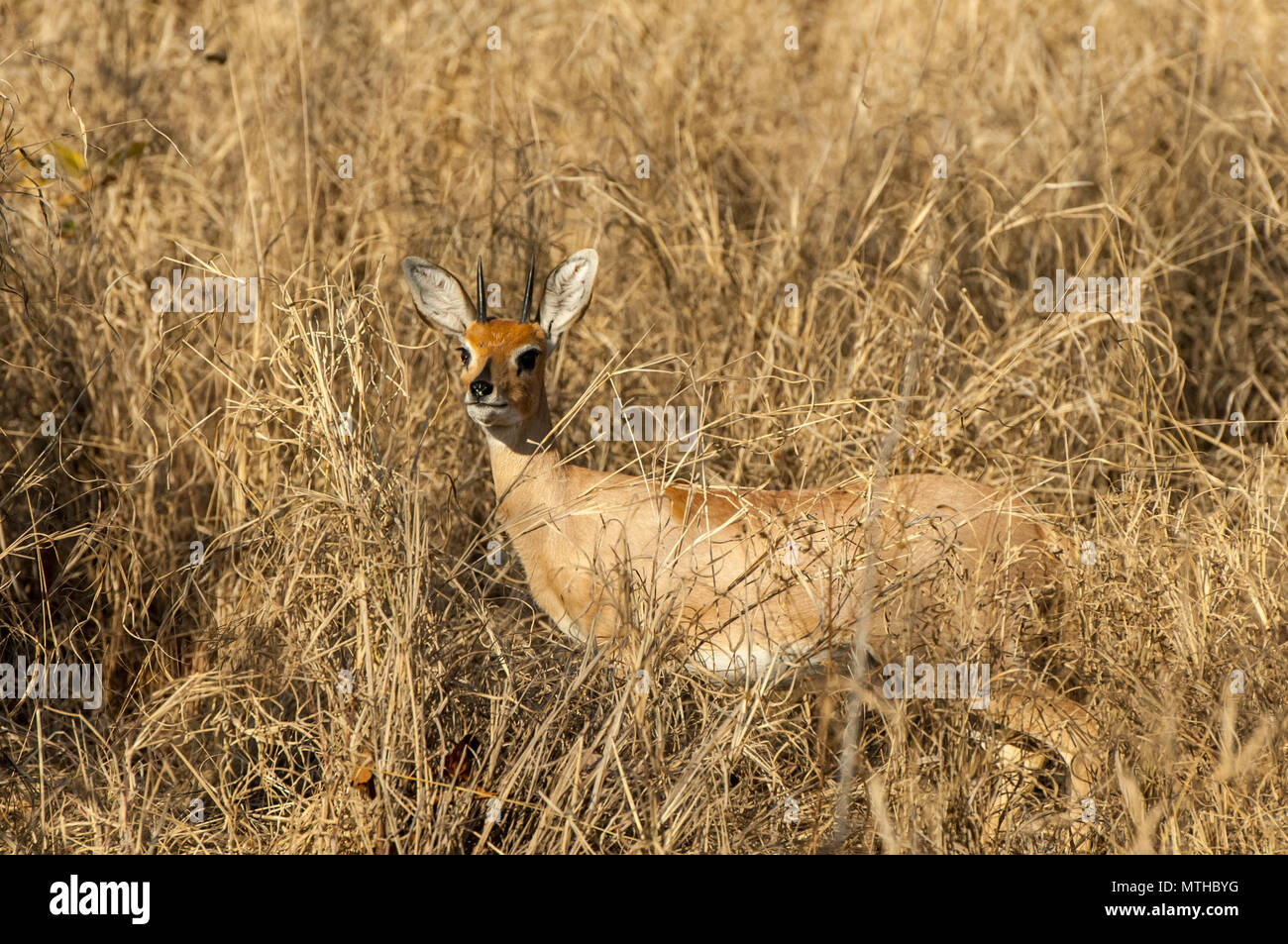 Un avviso Steenbom antelope mantenendo guarda dall'alto dell'erba di Savannah Foto Stock