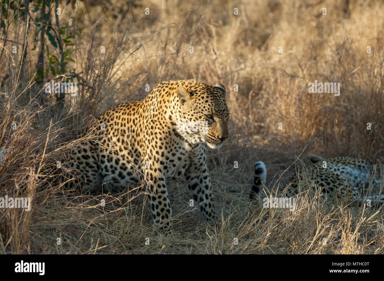 Maschio e femmina leopardi Africana appoggiata all'ombra dopo l'accoppiamento Foto Stock
