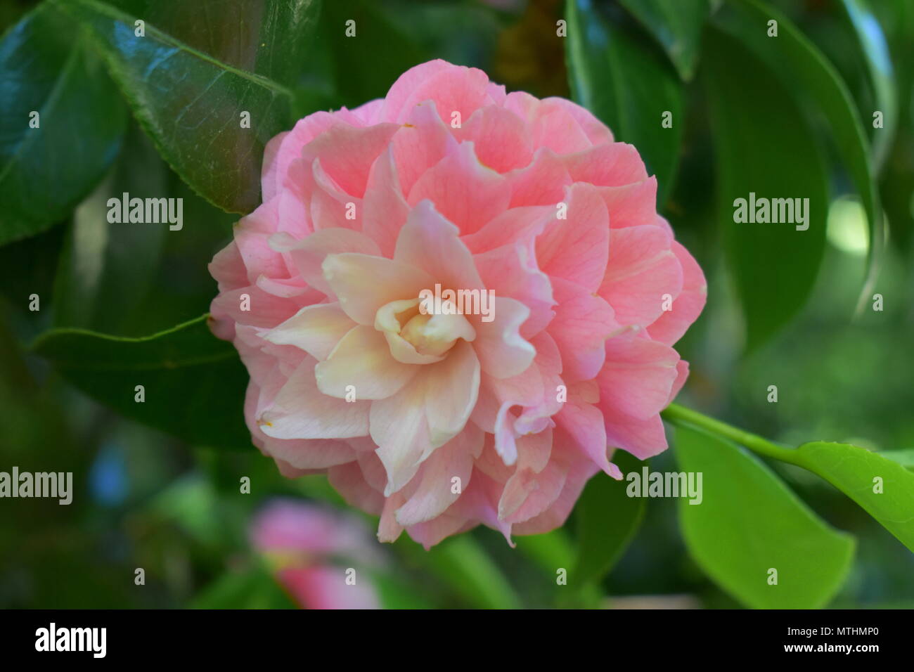 Camellia japonica, giardino giapponese del tè, San Francisco Foto Stock