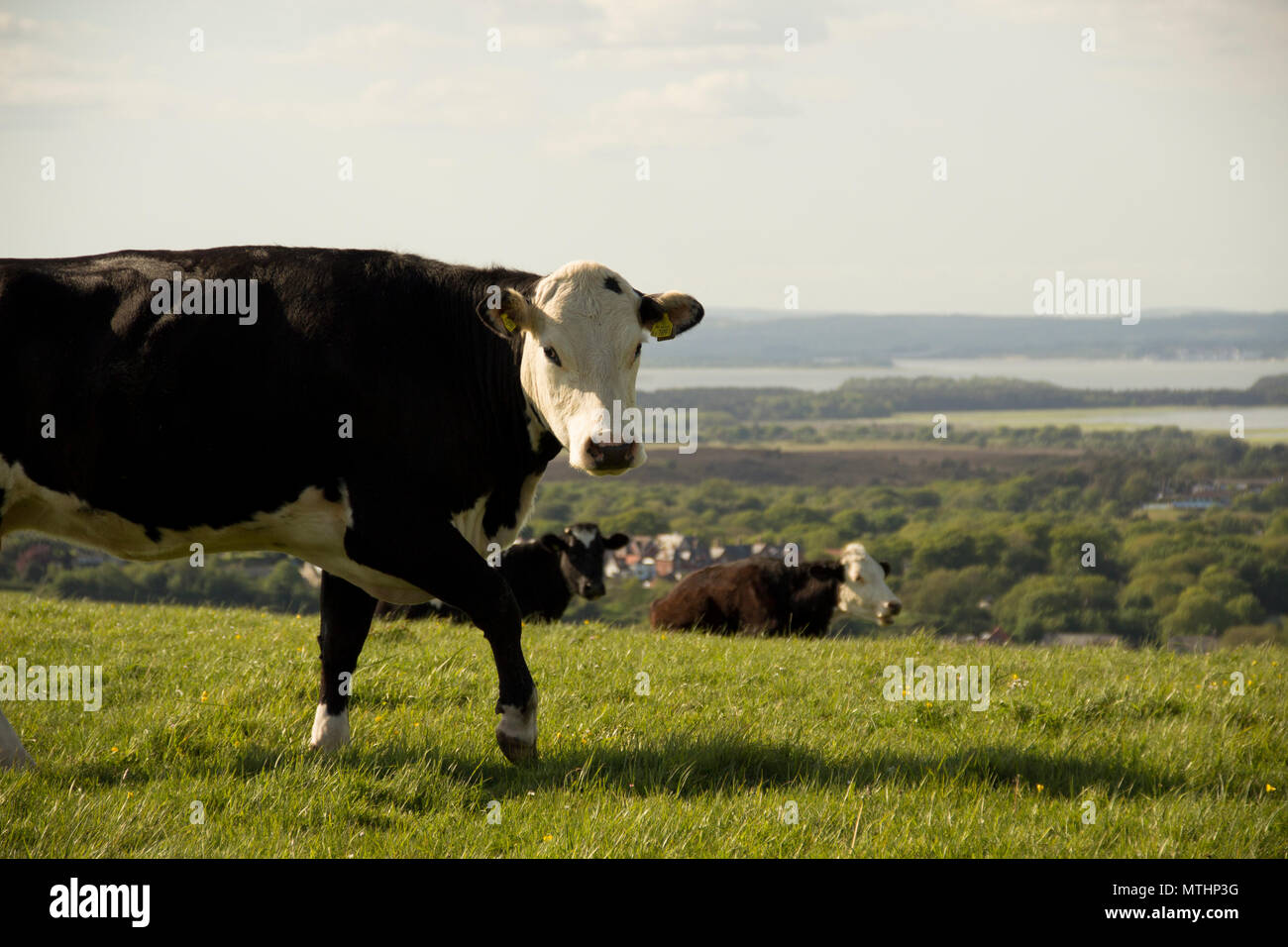 Alcune mucche al pascolo sulle colline di Purbeck costa, vicino al Old Harry Rocks e Studland nelle vicinanze. La molla 2018. Foto Stock