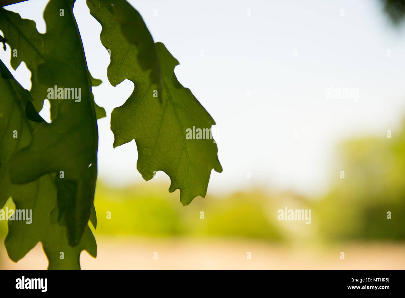 Close-up di alcune piante e foglie in bellissimi sentieri di Upton Country Park. La vegetazione qui veramente si rivela la vera bellezza della primavera! Foto Stock