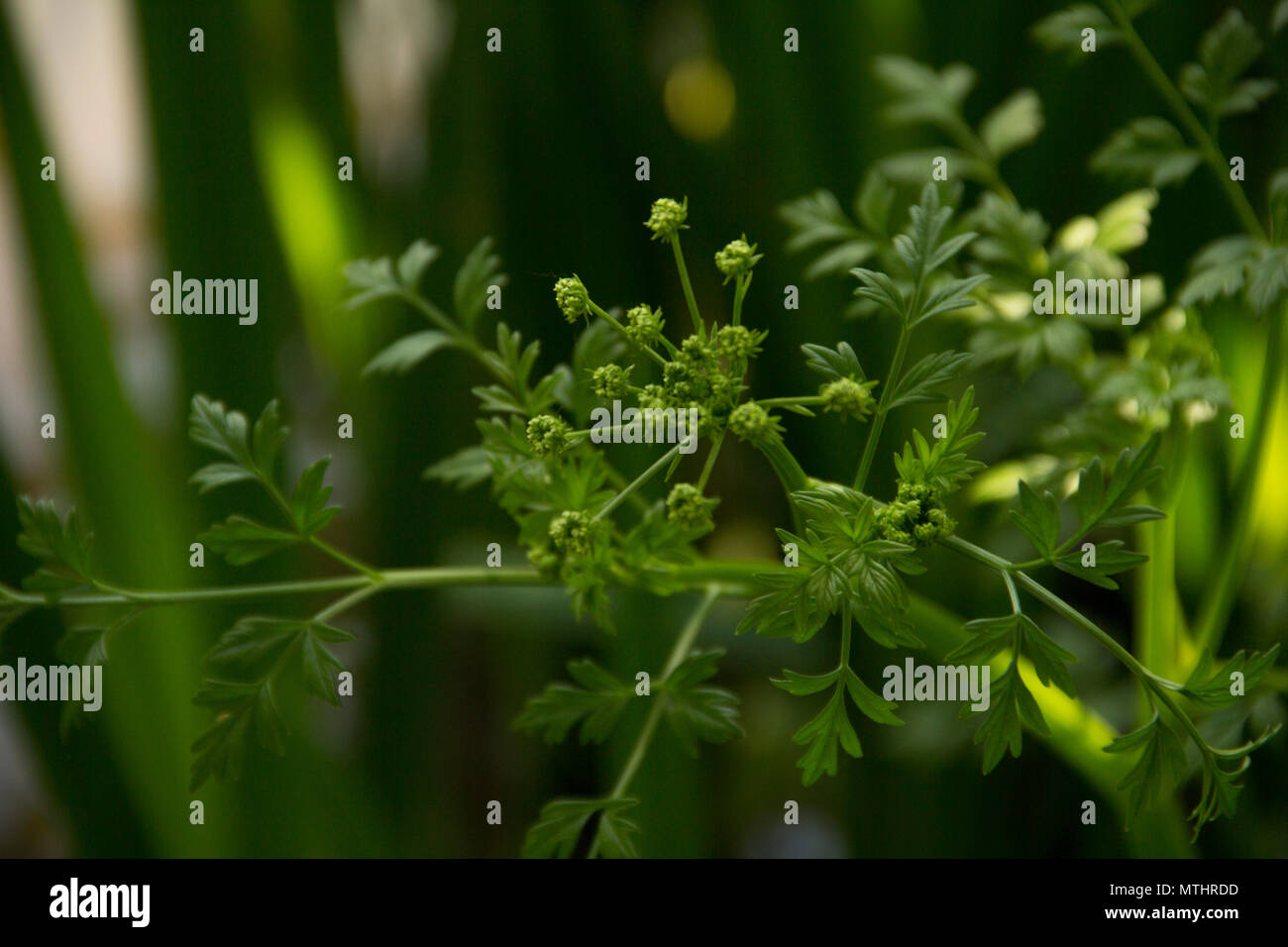 Close-up di alcune piante e foglie in bellissimi sentieri di Upton Country Park. La vegetazione qui veramente si rivela la vera bellezza della primavera! Foto Stock