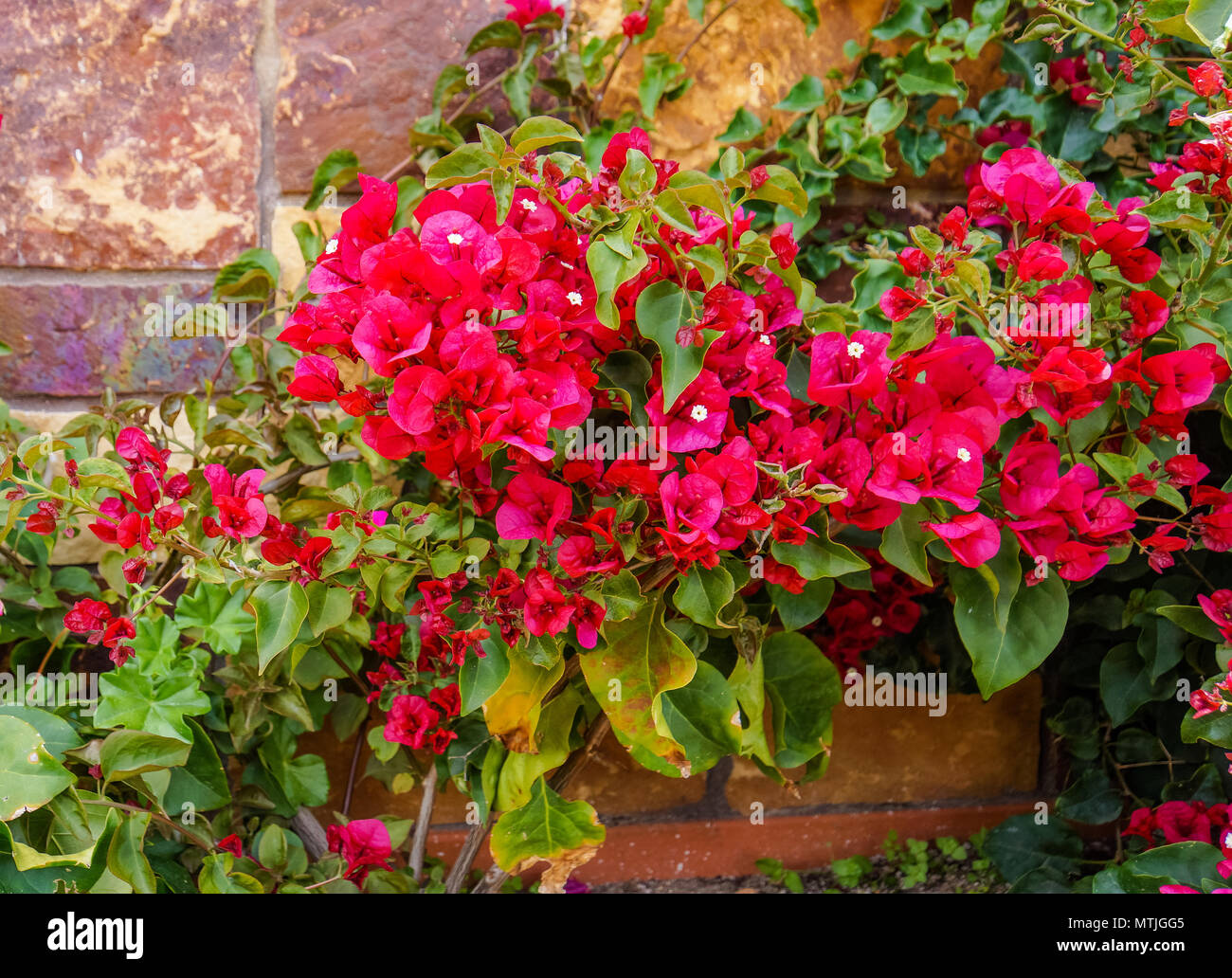 Luminoso rosso magenta bougainvillea fioritura contro un muro di mattoni Foto Stock