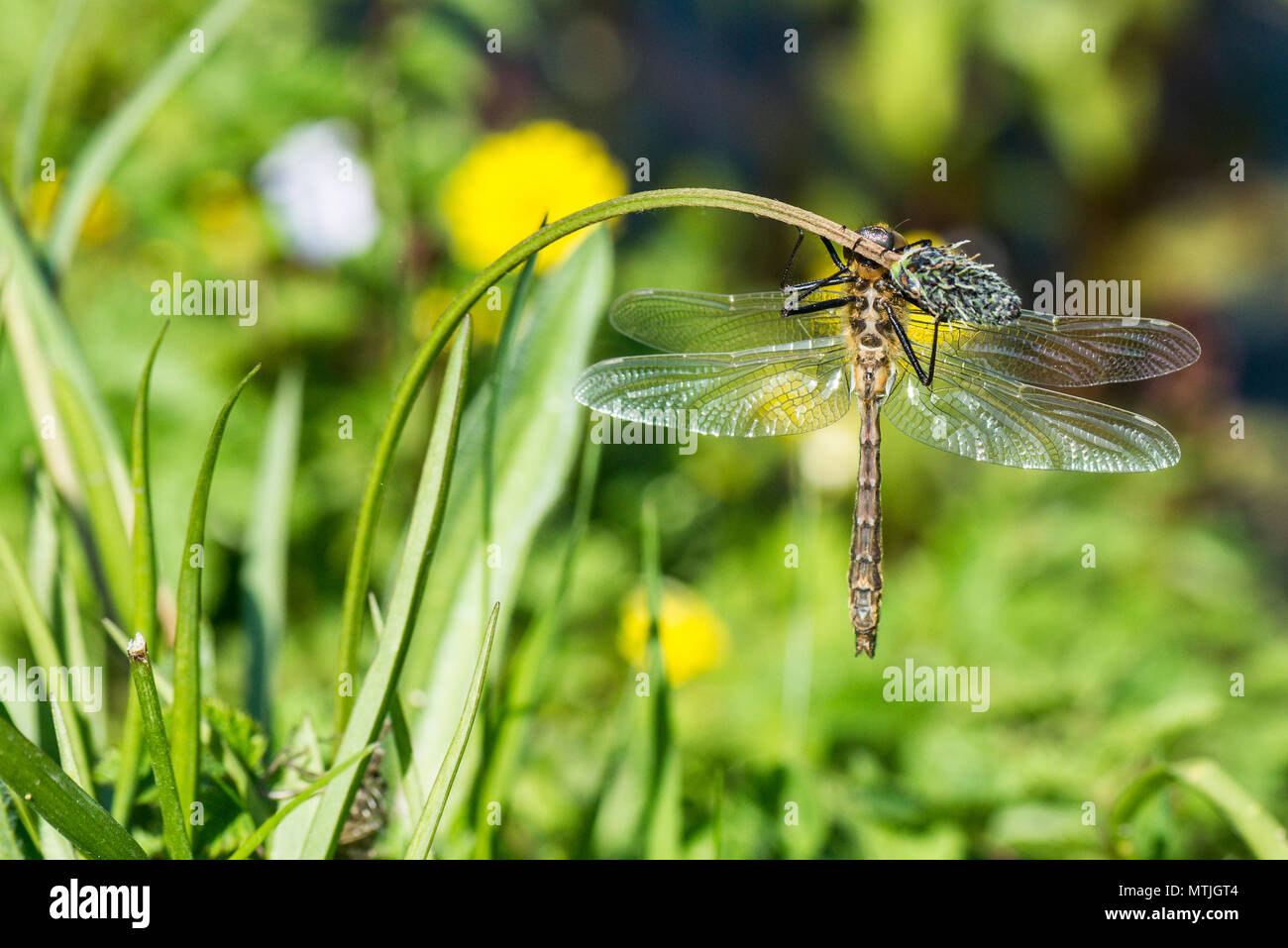 Un recentemente emerso dragonfly aggrappato a un impianto di stelo Foto Stock