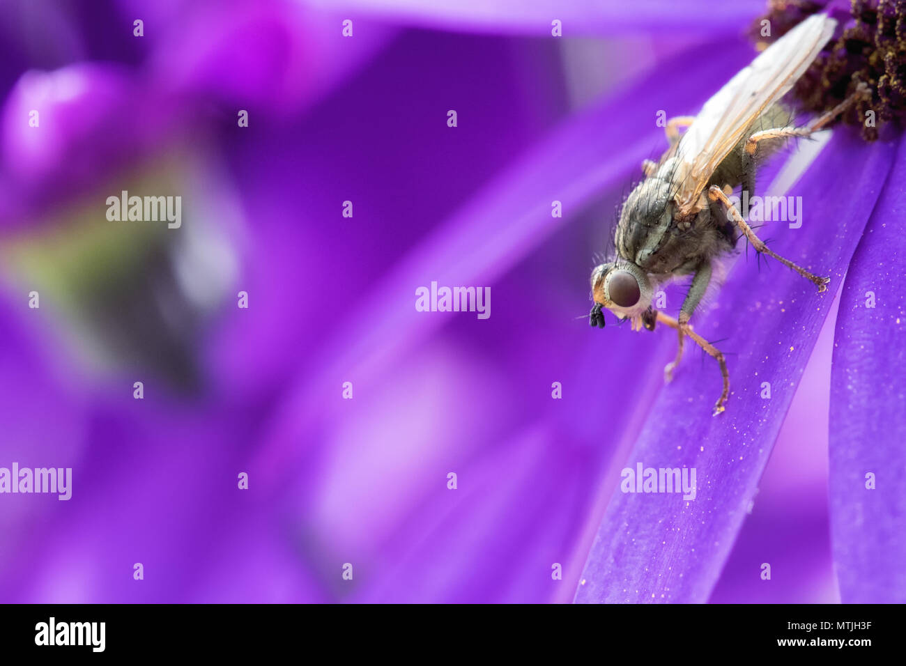 Ripresa macro di un ladro di volare su un imporpori fiore petalo Foto Stock